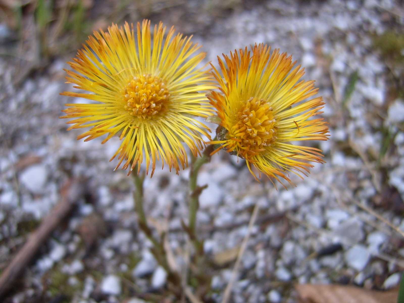 Tussilago farfara / Tossilaggine comune